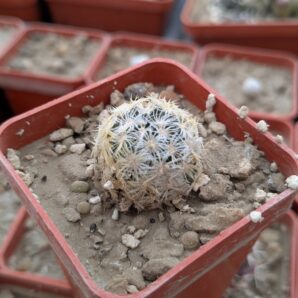 Mammillaria duwei