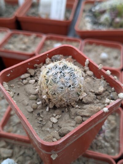 Mammillaria duwei