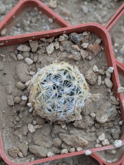 Mammillaria duwei - Зображення 2