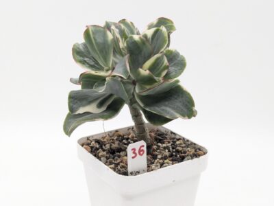 Crassula Curly Green variegated - Зображення 2