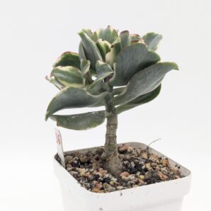 Crassula Curly Green variegated