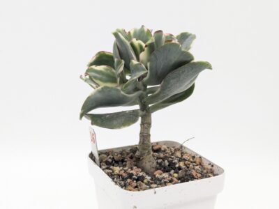 Crassula Curly Green variegated
