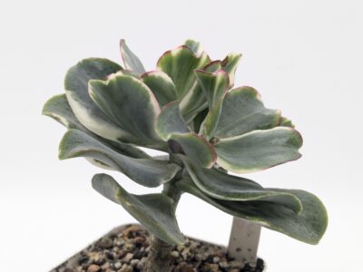 Crassula Curly Green variegated - Зображення 3