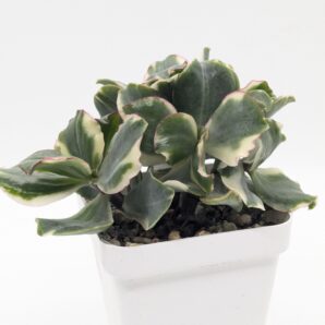 Crassula Curly Green variegated