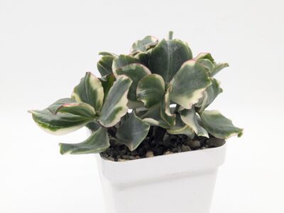 Crassula Curly Green variegated