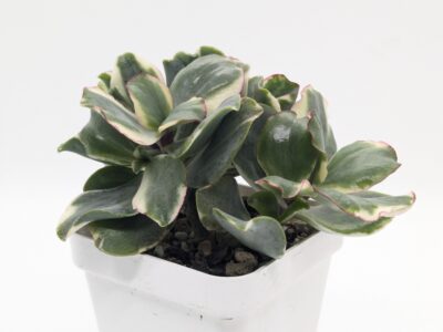 Crassula Curly Green variegated - Зображення 3