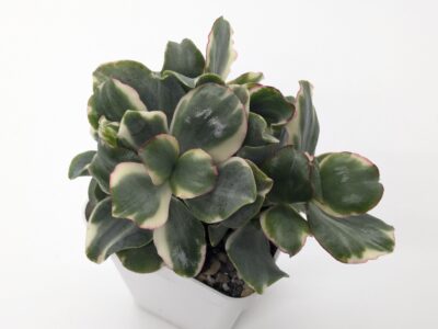 Crassula Curly Green variegated - Зображення 2