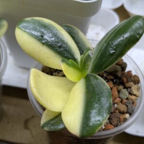Crassula Alba White Nights