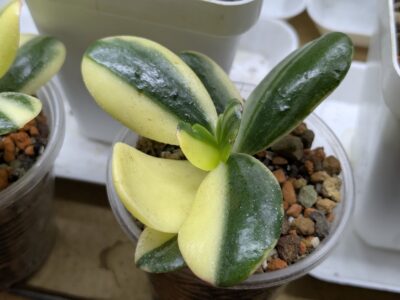 Crassula Alba White Nights