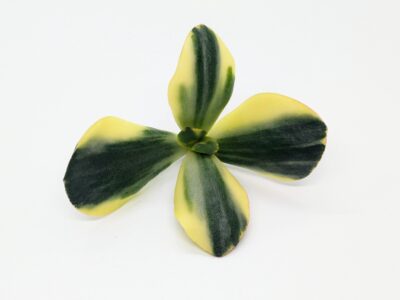 Crassula Blue Bird Variegated - Зображення 2