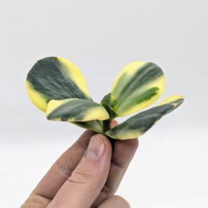 Crassula Blue Bird Variegated