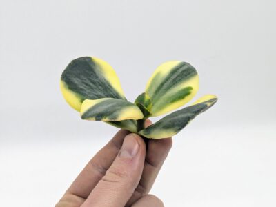 Crassula Blue Bird Variegated