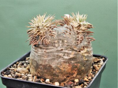 Рachypodium-eburneum-d3 - Зображення 2