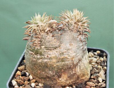 Рachypodium-eburneum-d3