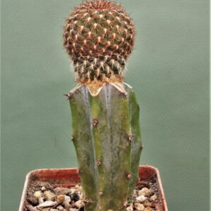 sulcorebutia-mentosa-v.-albissima-pha-1477