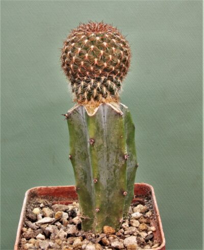 sulcorebutia-mentosa-v.-albissima-pha-1477