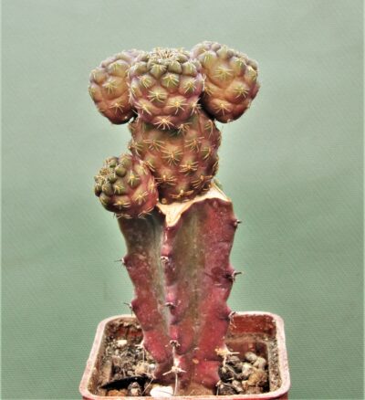 sulcorebutia-pulchra-vs-417 - Зображення 2