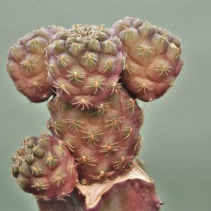sulcorebutia-pulchra-vs-417