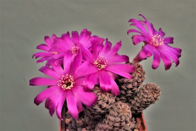 sulcorebutia-pulchra-vs-417 - Зображення 3