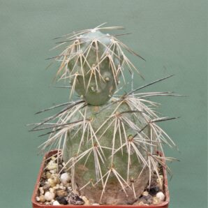 tephrocactus-alexanderii-v.-bruchii-1.