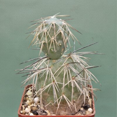 tephrocactus-alexanderii-v.-bruchii-1.