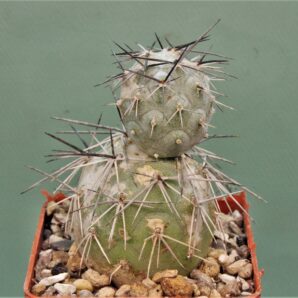 tephrocactus-alexanderii-v.-bruchii-2.