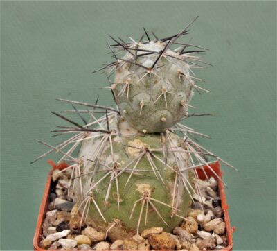 tephrocactus-alexanderii-v.-bruchii-2.