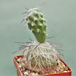 tephrocactus-alexanderii-v.-bruchii-4