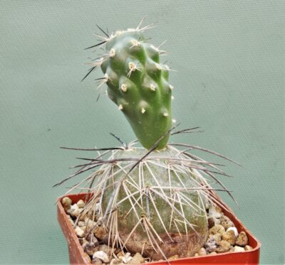 tephrocactus-alexanderii-v.-bruchii-4