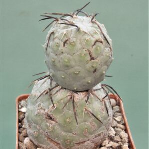 tephrocactus-geometricus-1.