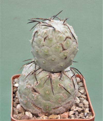 tephrocactus-geometricus-1.