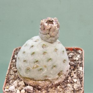 tephrocactus-geometricus-11
