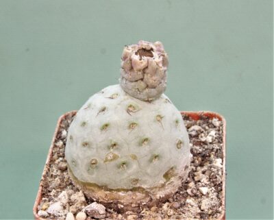 tephrocactus-geometricus-11