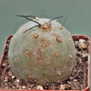 tephrocactus-geometricus-15