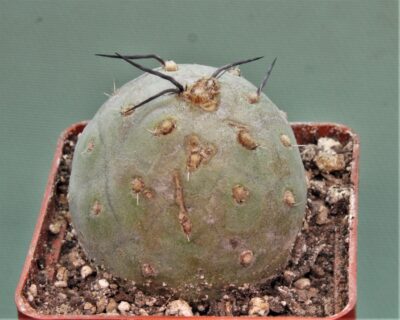 tephrocactus-geometricus-15