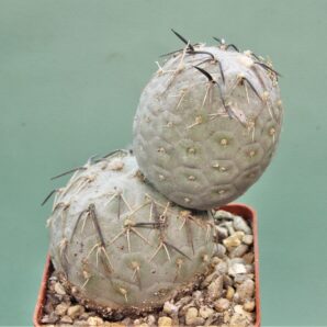 tephrocactus-geometricus-2