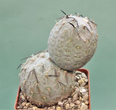 tephrocactus-geometricus-2