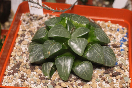 Haworthia ‘Tsukikage’, вона ж - Haworthia ‘Moon Shadow’