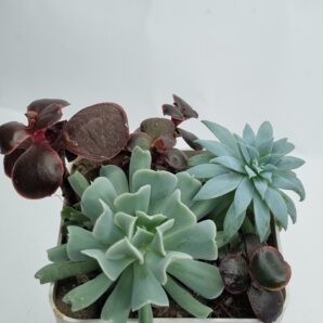 Набір сукулентів (Echeveria)