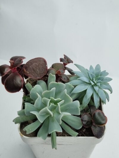 Набір сукулентів (Echeveria)