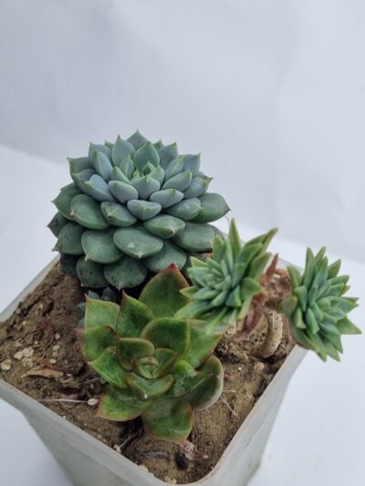 Набір сукулентів (Echeveria)