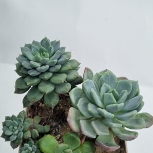 Набір сукулентів (Echeveria)