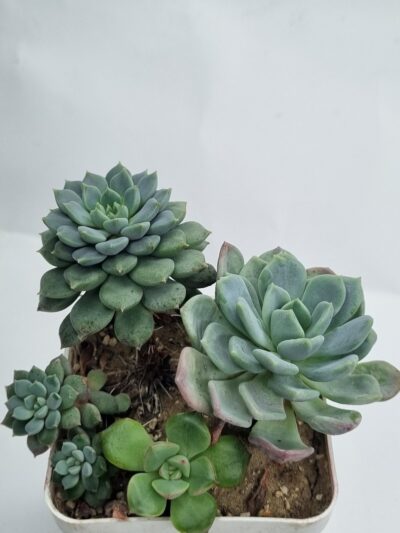 Набір сукулентів (Echeveria)