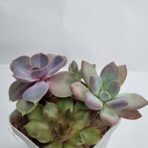 Набір сукулентів (Echeveria)