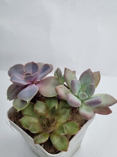 Набір сукулентів (Echeveria)