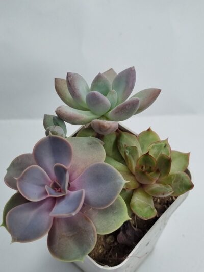 Набір сукулентів (Echeveria) - Зображення 2