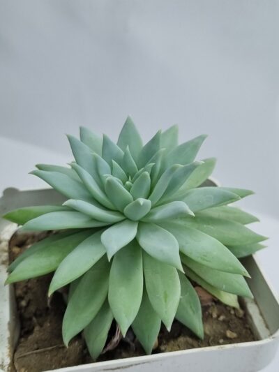 Echeveria Fanfara - Зображення 2