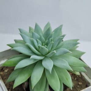 Echeveria Fanfara