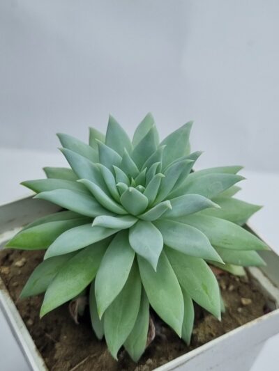 Echeveria Fanfara
