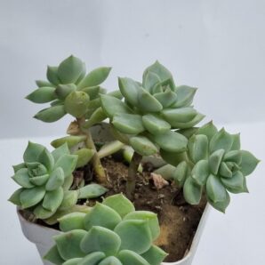 Echeveria Titubans